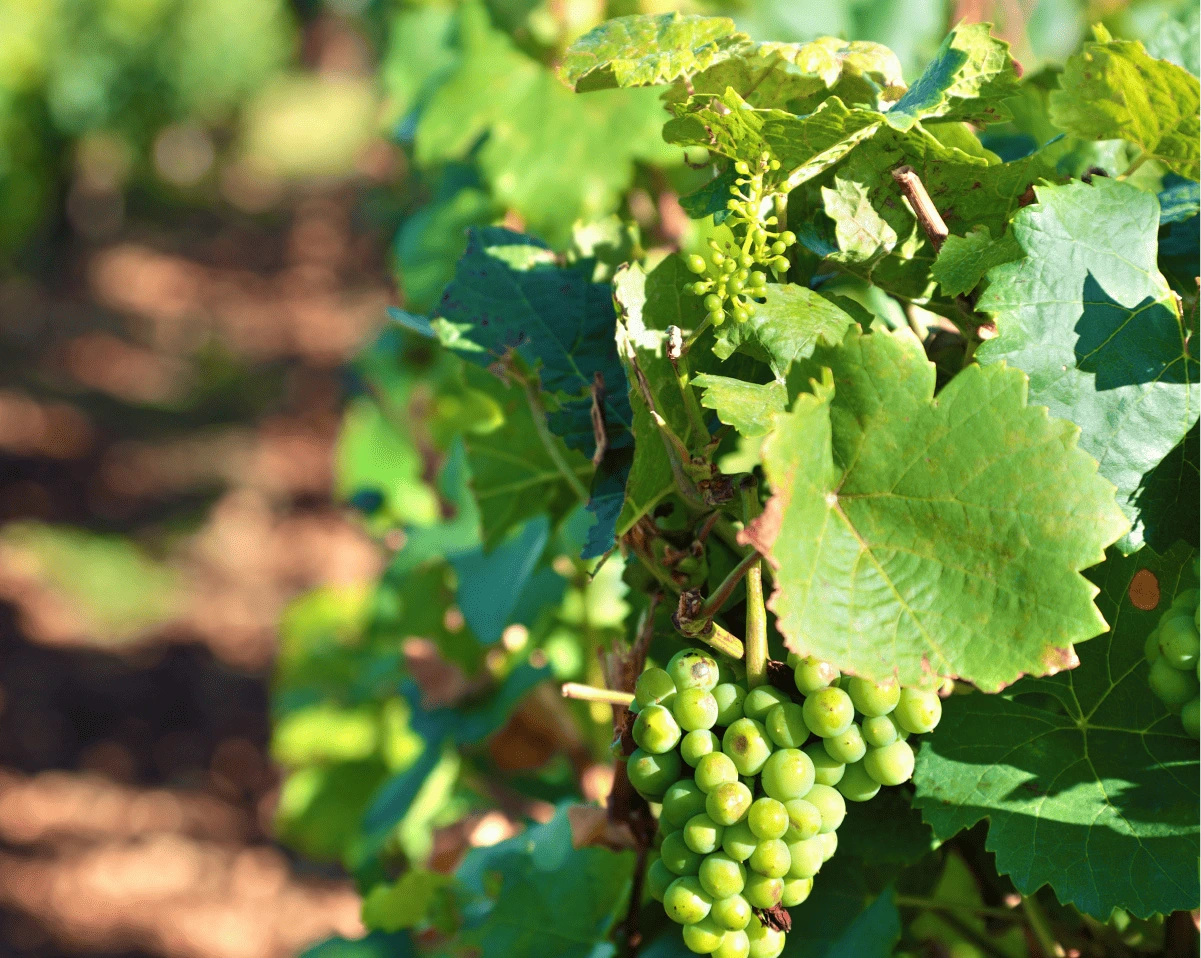 Grappes de raisin sur une vigne